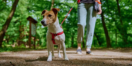 Entre alíquotas e latidos